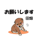 田畑さんが使う名前スタンプ・子犬イラスト（個別スタンプ：1）