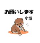 小坂さんが使う名前スタンプ・子犬イラスト（個別スタンプ：1）