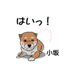 小坂さんが使う名前スタンプ・子犬イラスト（個別スタンプ：22）