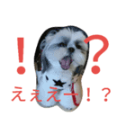 shihtzu stamps momo（個別スタンプ：3）