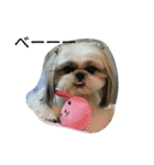 shihtzu stamps momo（個別スタンプ：4）