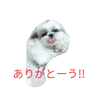 shihtzu stamps momo（個別スタンプ：5）