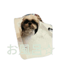 shihtzu stamps momo（個別スタンプ：6）