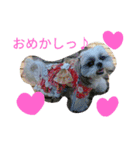 shihtzu stamps momo（個別スタンプ：10）