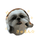 shihtzu stamps momo（個別スタンプ：11）