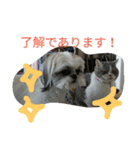 shihtzu stamps momo（個別スタンプ：13）