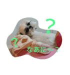 shihtzu stamps momo（個別スタンプ：16）