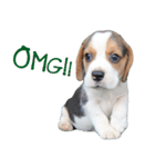 Nimo Beagle (Eng. Version)（個別スタンプ：4）