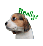 Nimo Beagle (Eng. Version)（個別スタンプ：5）