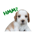 Nimo Beagle (Eng. Version)（個別スタンプ：7）