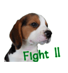 Nimo Beagle (Eng. Version)（個別スタンプ：16）