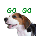 Nimo Beagle (Eng. Version)（個別スタンプ：17）