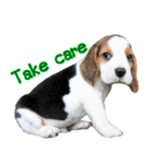 Nimo Beagle (Eng. Version)（個別スタンプ：24）