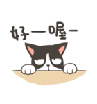 Super Idol Daji ＆ Binbo from DOGCATSTAR（個別スタンプ：22）