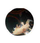 ウーパールーパー*（個別スタンプ：1）