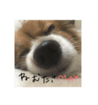パピヨンの潤さん（個別スタンプ：3）