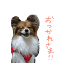 パピヨンの潤さん（個別スタンプ：4）