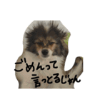 パピヨンの潤さん（個別スタンプ：8）