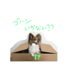 パピヨンの潤さん（個別スタンプ：9）