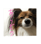 パピヨンの潤さん（個別スタンプ：10）