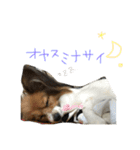 パピヨンの潤さん（個別スタンプ：11）
