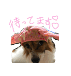 パピヨンの潤さん（個別スタンプ：16）