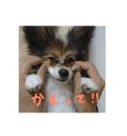 パピヨンの潤さん（個別スタンプ：21）