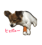 パピヨンの潤さん（個別スタンプ：22）