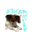 パピヨンの潤さん（個別スタンプ：27）