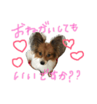 パピヨンの潤さん（個別スタンプ：28）
