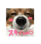 パピヨンの潤さん（個別スタンプ：31）