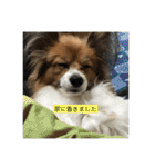 パピヨンの潤さん（個別スタンプ：37）