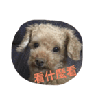 my pet bobo3（個別スタンプ：1）