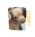 my pet bobo3（個別スタンプ：2）