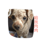 my pet bobo3（個別スタンプ：5）