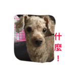 my pet bobo3（個別スタンプ：8）