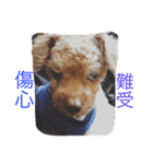 my pet bobo3（個別スタンプ：9）