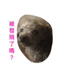 my pet bobo3（個別スタンプ：10）