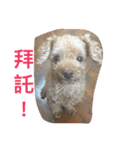 my pet bobo3（個別スタンプ：11）