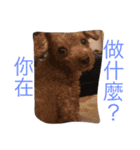 my pet bobo3（個別スタンプ：12）