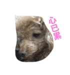 my pet bobo3（個別スタンプ：13）