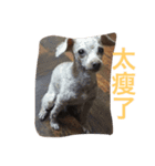 my pet bobo3（個別スタンプ：15）