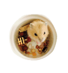Cute Hamster Hamster（個別スタンプ：1）