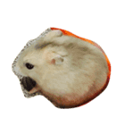 Cute Hamster Hamster（個別スタンプ：4）