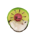 Cute Hamster Hamster（個別スタンプ：5）
