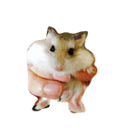 Cute Hamster Hamster（個別スタンプ：6）