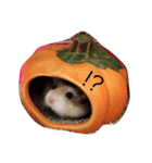 Cute Hamster Hamster（個別スタンプ：7）