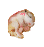 Cute Hamster Hamster（個別スタンプ：8）