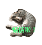 cut cat Nemomomo（個別スタンプ：1）