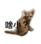 cut cat Nemomomo（個別スタンプ：2）